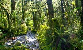 Midlife Travel: Milford Magic: Hiking New Zealand’s Milford Track and Camping under Starry Skies