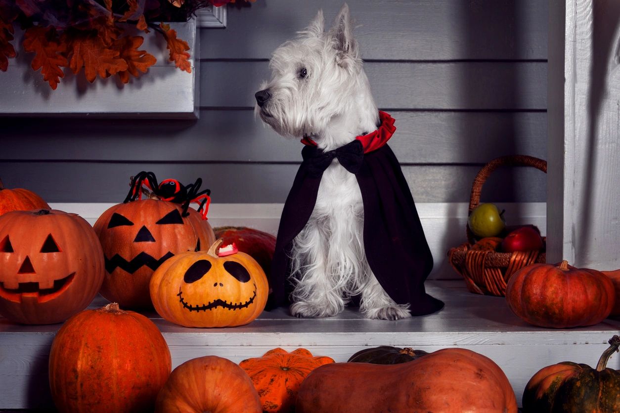 Halloween and Midlife Crisis: The Hilarious Connection